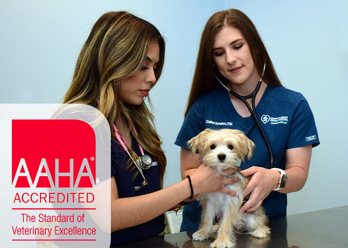aaha accredited veterinarian Fort Worth TX