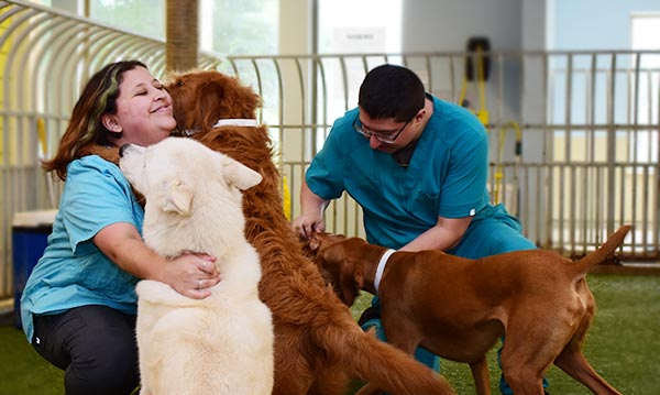 More Than Cute: The Science Behind The Facility Dog Program – Cook  Children's Medical Center