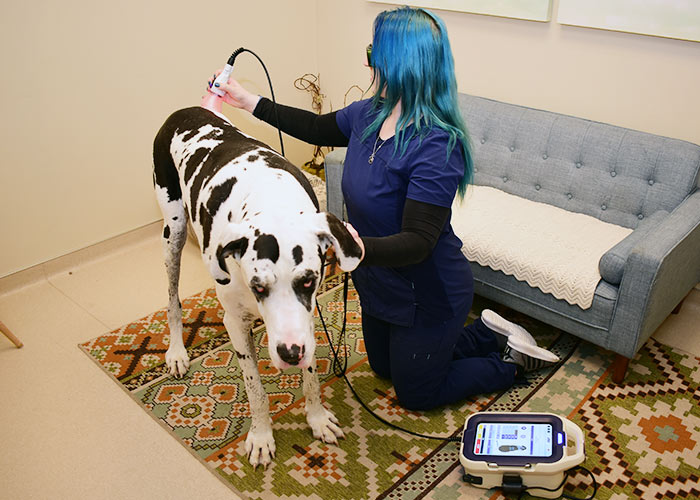Pet Laser Therapy Fort Worth, TX 76107