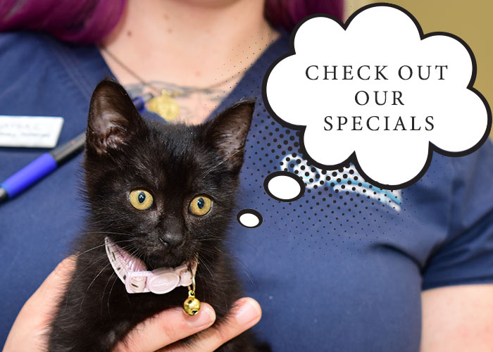 Animal Hospital Specials in Fort Worth TX