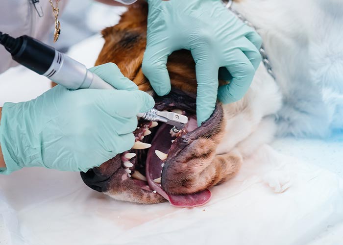 veterinary-dentals-fort-worth-tx